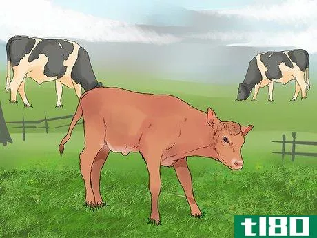 Image titled Start a Cattle Farm Step 5