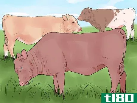 Image titled Start a Cattle Farm Step 15