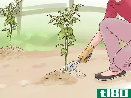 Image titled Start a Peach Tree from a Pit Step 12