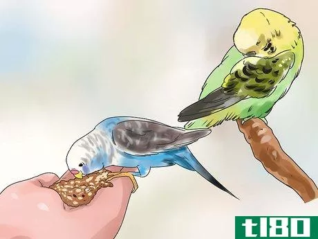 Image titled Stop a Budgie from Biting Step 3