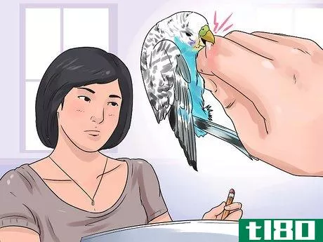 Image titled Stop a Budgie from Biting Step 1