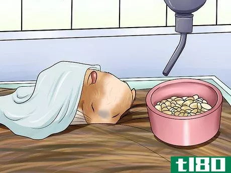 Image titled Take Care of a Found Injured Hamster Step 13