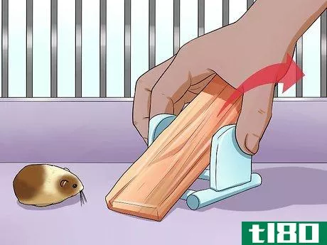 Image titled Take Care of a Found Injured Hamster Step 14