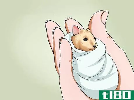 Image titled Take Care of a Found Injured Hamster Step 5