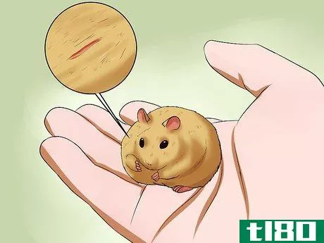 Image titled Take Care of a Found Injured Hamster Step 1