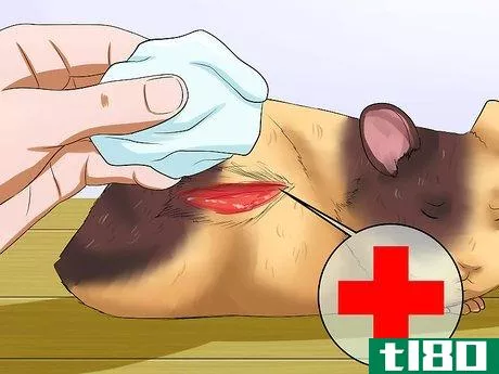Image titled Take Care of a Found Injured Hamster Step 10