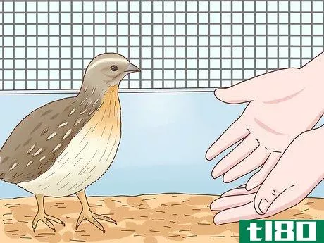 Image titled Tame a Fully Grown Quail Step 4