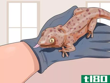 Image titled Tame a Tokay Gecko Step 9