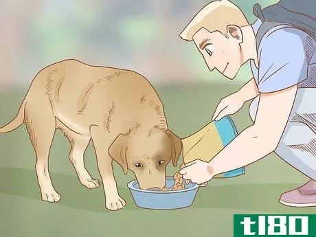 Image titled Take Your Dog Camping Step 11