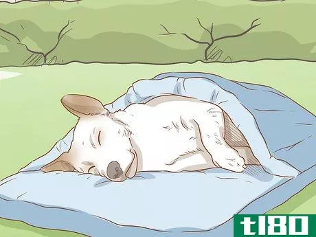 Image titled Take Your Dog Camping Step 15