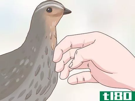 Image titled Tame a Fully Grown Quail Step 12