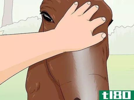 Image titled Teach Your Horse to Stop Biting Step 1