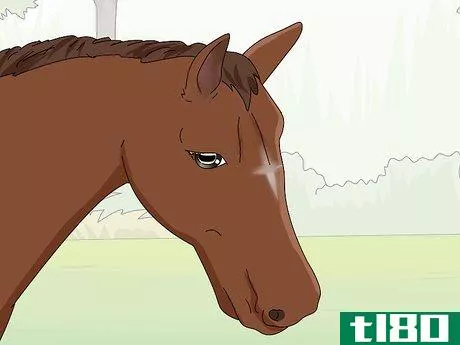 Image titled Teach Your Horse to Stop Biting Step 7