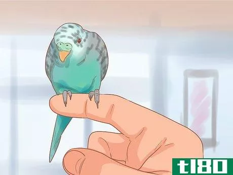 Image titled Teach Your Parakeet to Love You Step 5