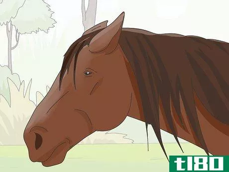 Image titled Teach Your Horse to Stop Biting Step 2