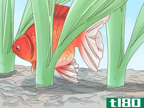 Image titled Tell if a Goldfish Is Pregnant Step 6