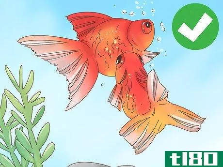 Image titled Tell if a Goldfish Is Pregnant Step 5