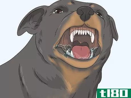 Image titled Test Dogs for Rabies Step 3