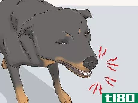 Image titled Test Dogs for Rabies Step 2