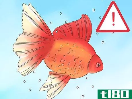 Image titled Tell if a Goldfish Is Pregnant Step 7
