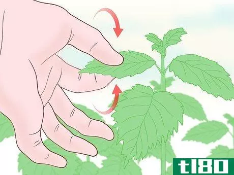 Image titled Touch Nettles Without Stinging Yourself Step 6