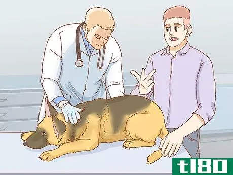 Image titled Treat a Dog for Snakebite in Australia Step 4