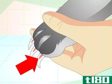 Image titled Trim Your Rabbit's Nails Step 4