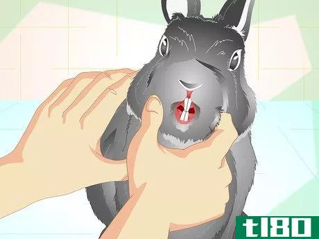 Image titled Trim Your Rabbit's Nails Step 14
