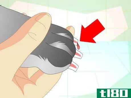 Image titled Trim Your Rabbit's Nails Step 7