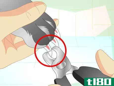 Image titled Trim Your Rabbit's Nails Step 5