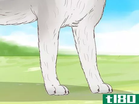 Image titled Understand Your Dog's Body Language Step 3