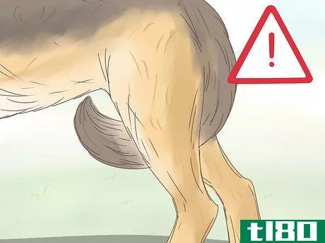 Image titled Understand Your Dog's Body Language Step 9