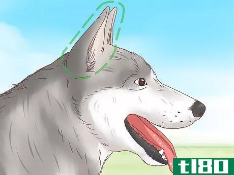 Image titled Understand Your Dog's Body Language Step 1