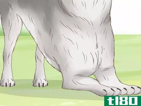 Image titled Understand Your Dog's Body Language Step 4