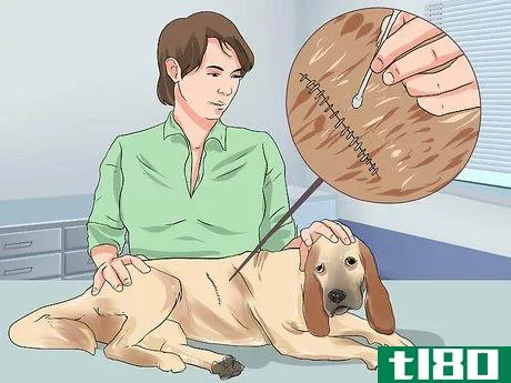 Image titled Treat Canine Cancer Step 5