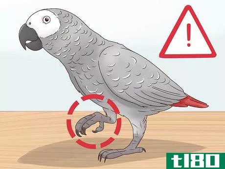 Image titled Treat Nutritional Deficiencies in African Grey Parrots Step 2