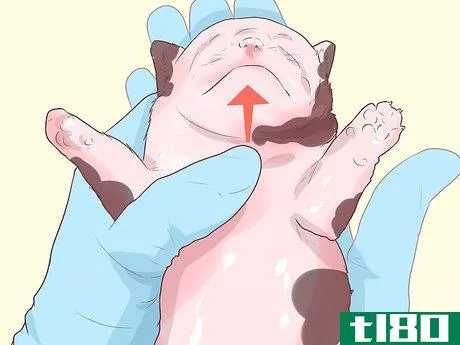 Image titled Treat Newborn Puppies with Edema (Water Puppies) Step 4