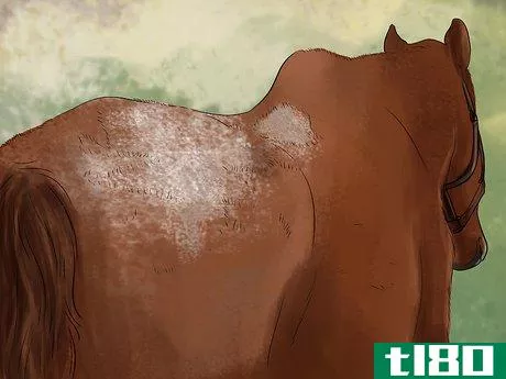 Image titled Treat Skin Disorders in Horses Step 1