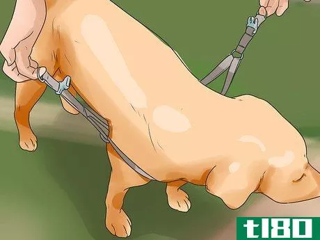 Image titled Treat Neck Pain in Dogs Step 13