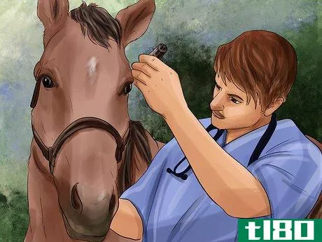 Image titled Treat Skin Disorders in Horses Step 8