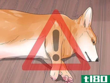 Image titled Treat Neck Pain in Dogs Step 4