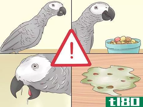 Image titled Treat Nutritional Deficiencies in African Grey Parrots Step 4