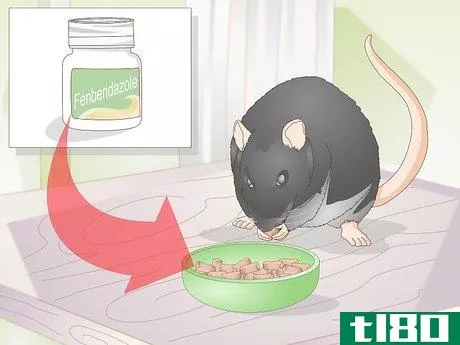Image titled Treat Pinworms in Mice Step 3