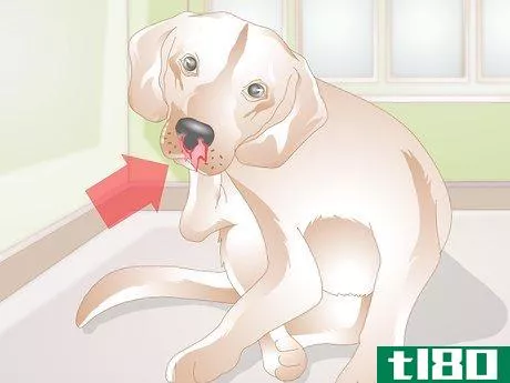 Image titled Treat Nosebleeds in Dogs Step 12