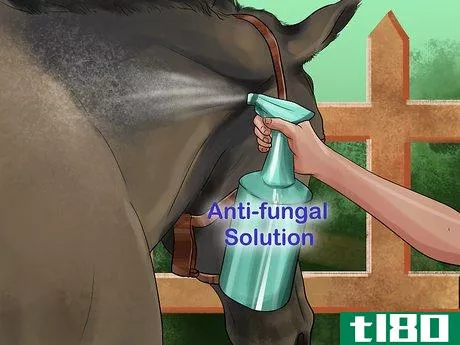 Image titled Treat Skin Disorders in Horses Step 10