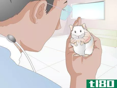 Image titled Treat Skin Disease in Hamsters Step 10
