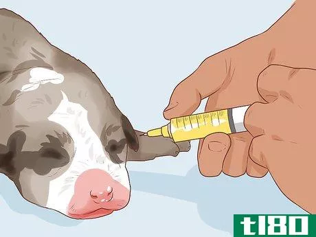 Image titled Treat Newborn Puppies with Edema (Water Puppies) Step 7