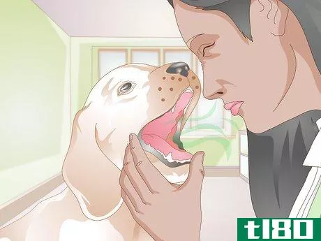 Image titled Treat Nosebleeds in Dogs Step 14