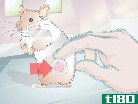 Image titled Treat Skin Disease in Hamsters Step 6
