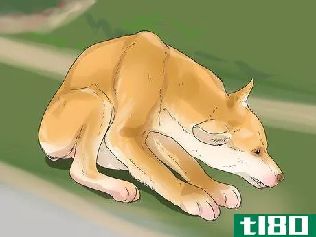Image titled Treat Neck Pain in Dogs Step 11
